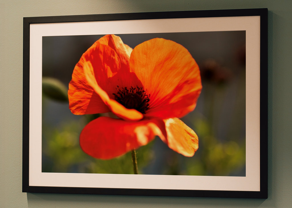 Mohnblume 2 Annoncer