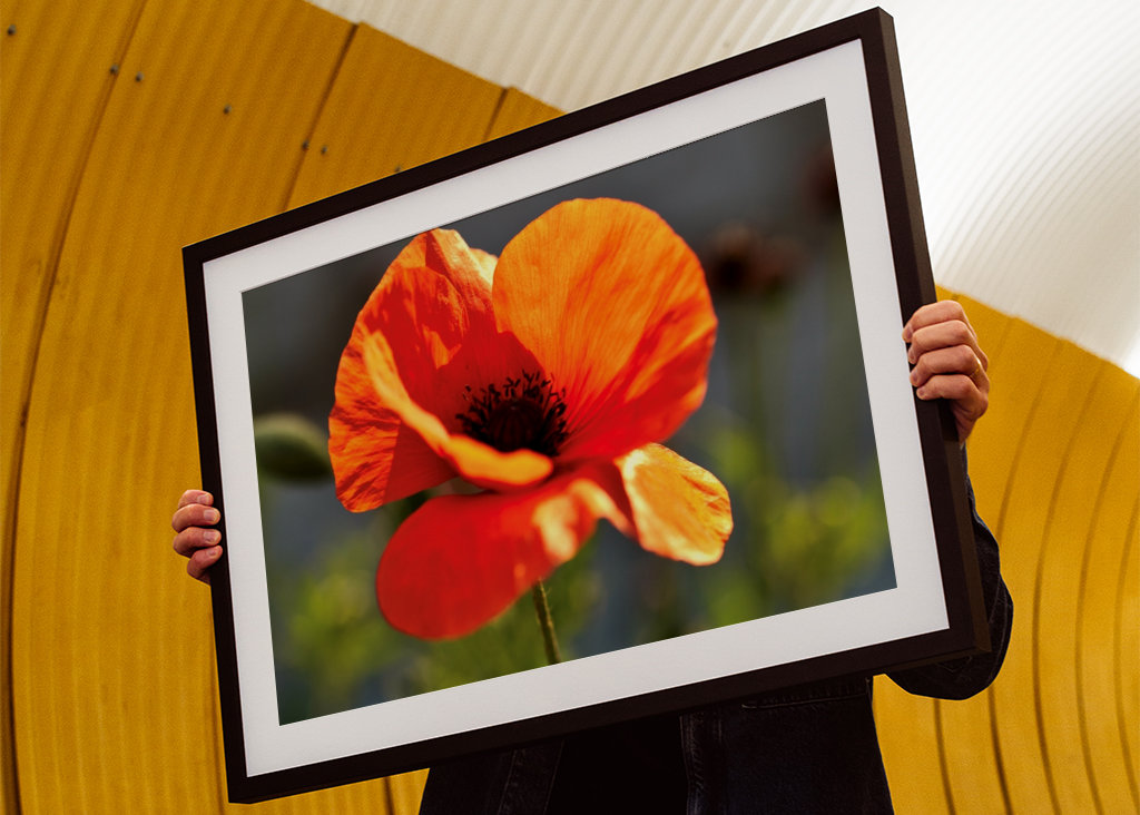 Mohnblume 2 Annoncer