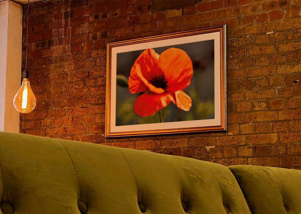 Mohnblume 2 Annoncer