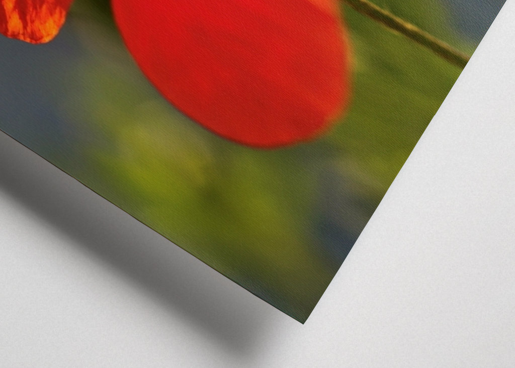 Mohnblume 2 Annoncer