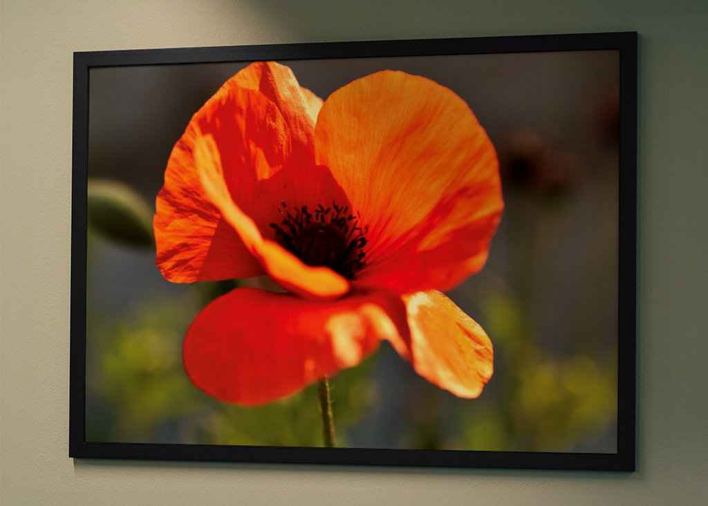 Mohnblume 2 Annoncer