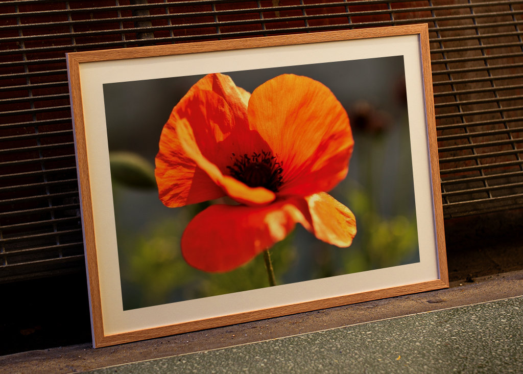 Mohnblume 2 Annoncer