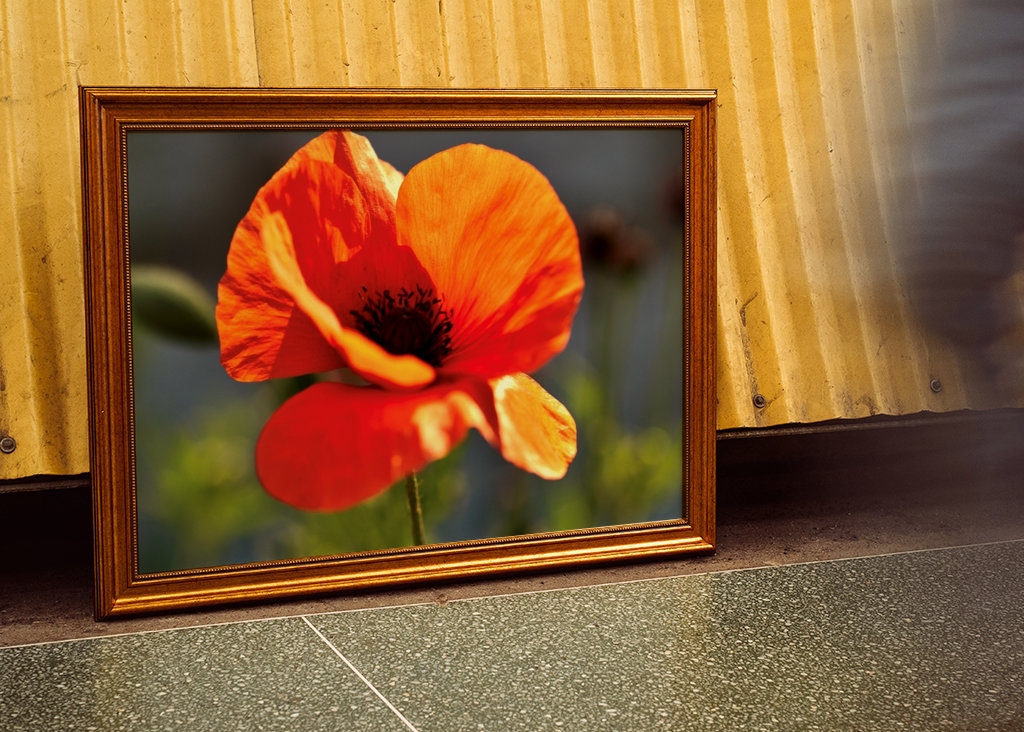 Mohnblume 2 Annoncer