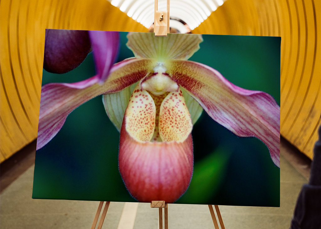 Orchidea