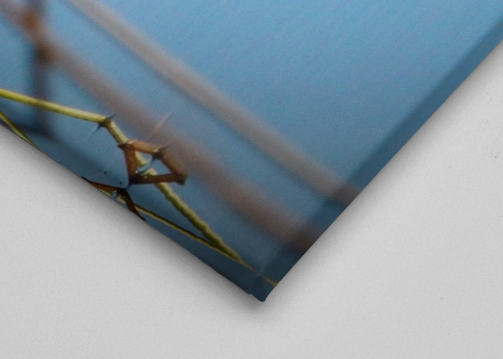 Kachna divoká v rákosí