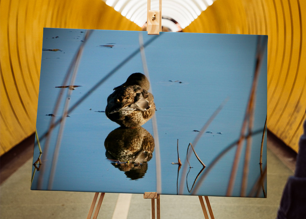 Kachna divoká v rákosí