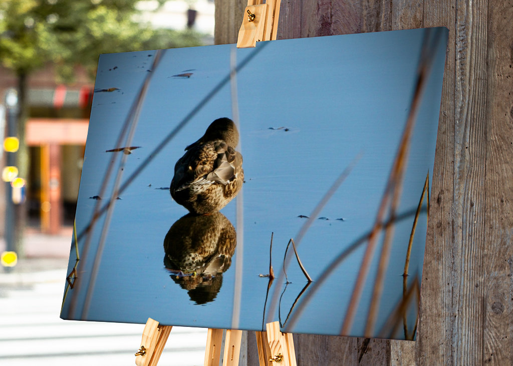 Kachna divoká v rákosí