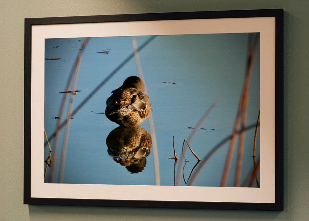 Kachna divoká v rákosí