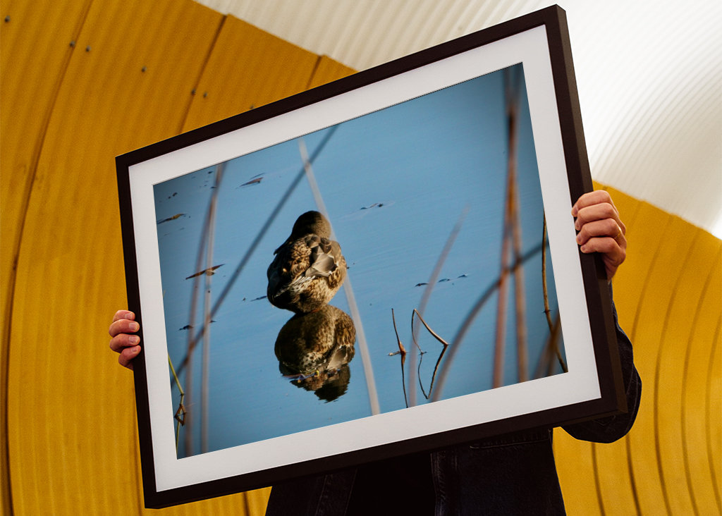 Kachna divoká v rákosí