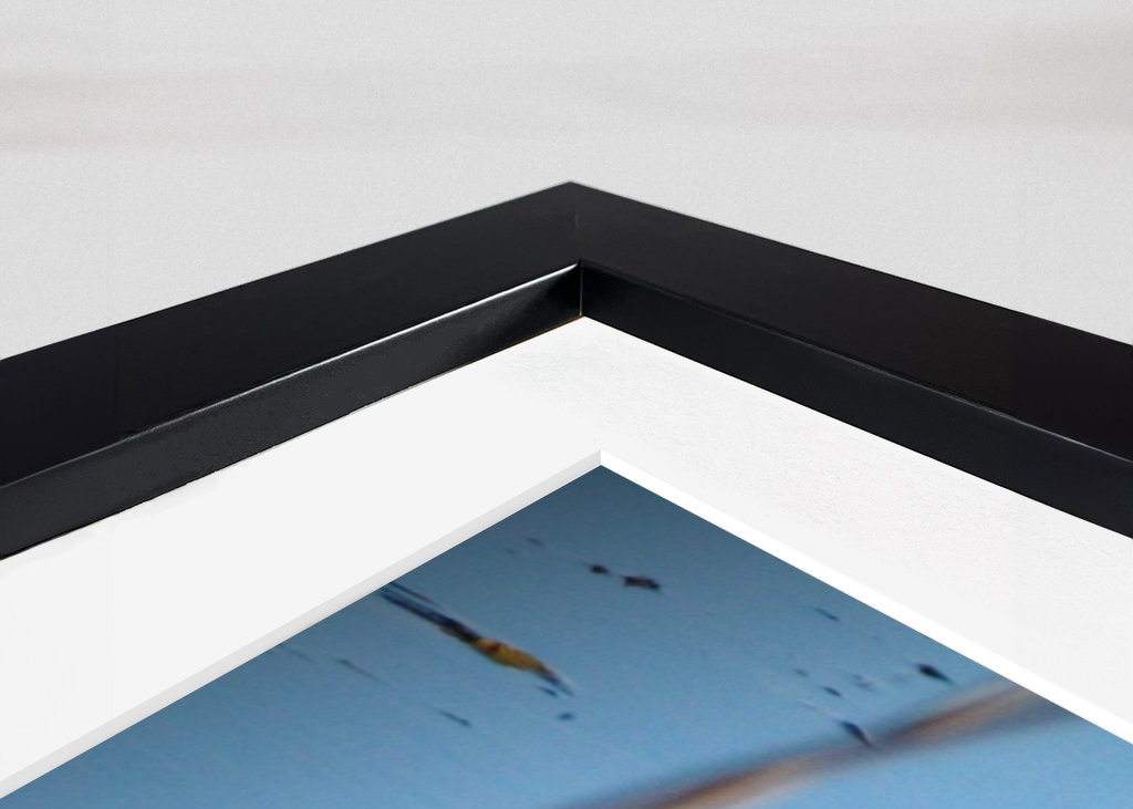 Kachna divoká v rákosí