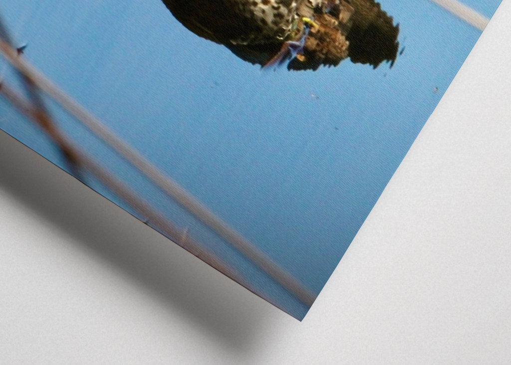 Kachna divoká v rákosí