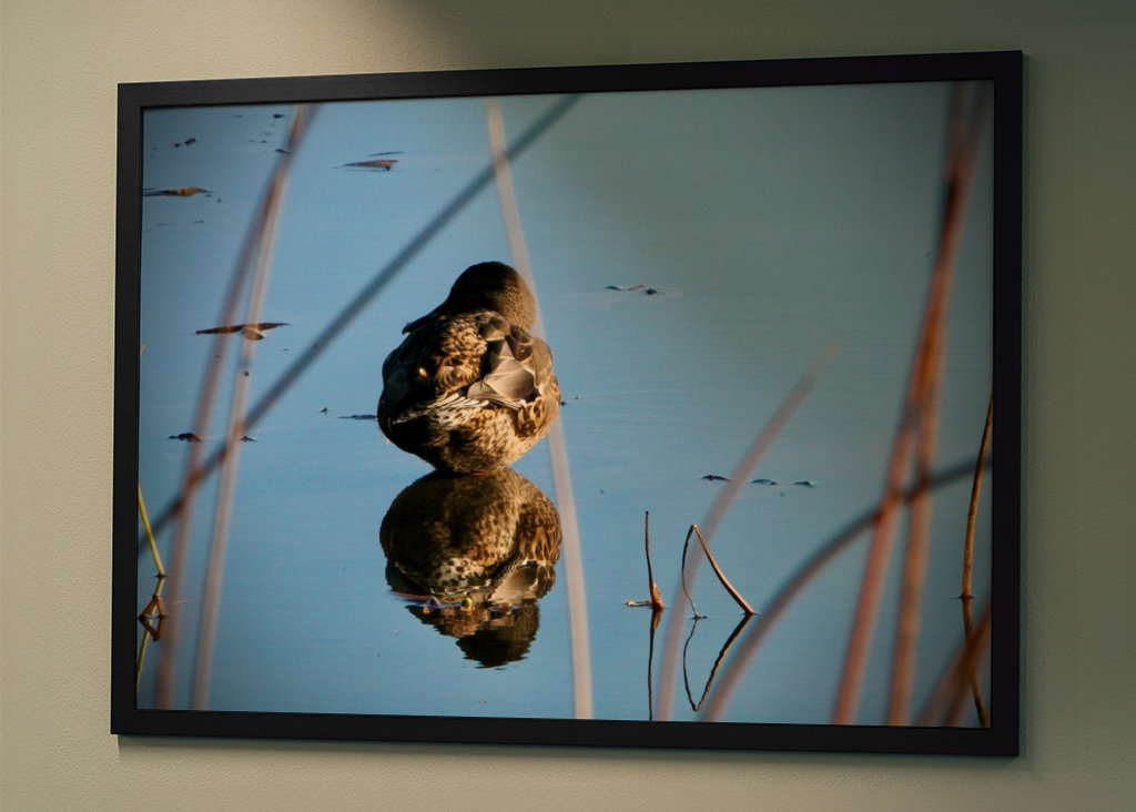 Kachna divoká v rákosí