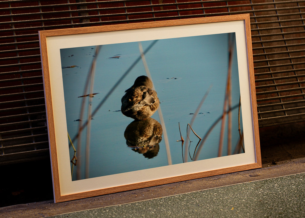 Kachna divoká v rákosí