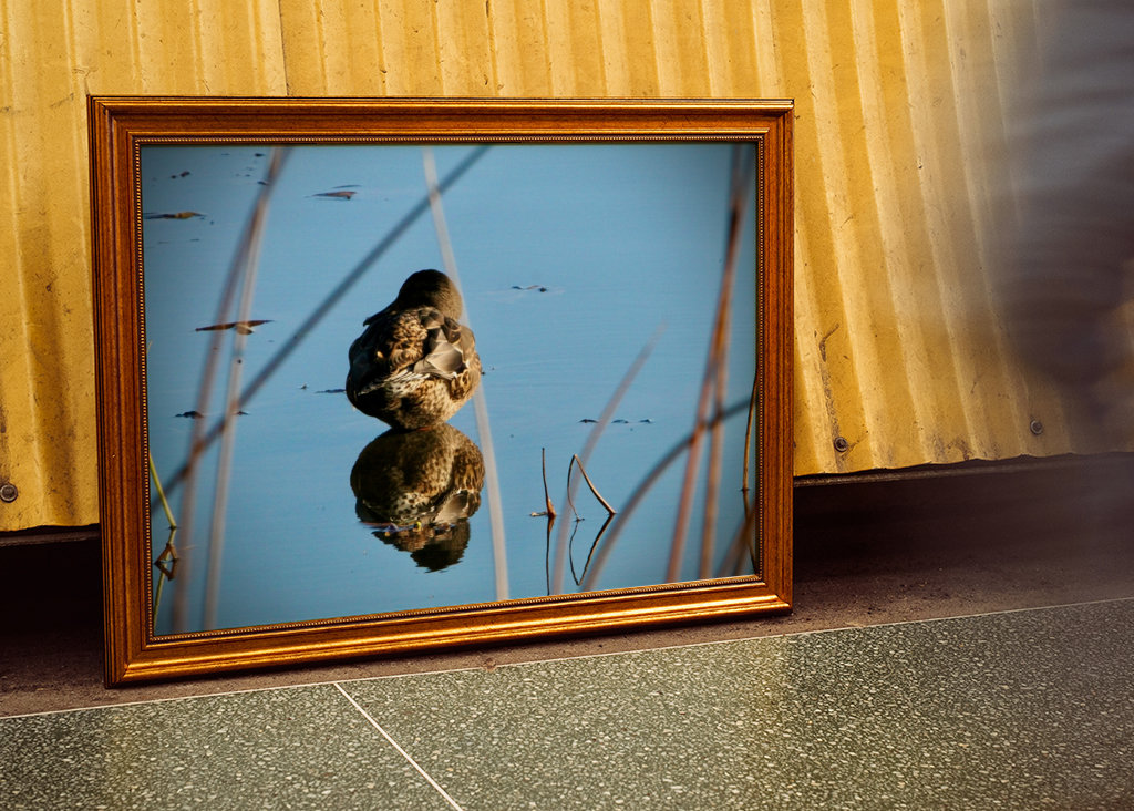 Kachna divoká v rákosí