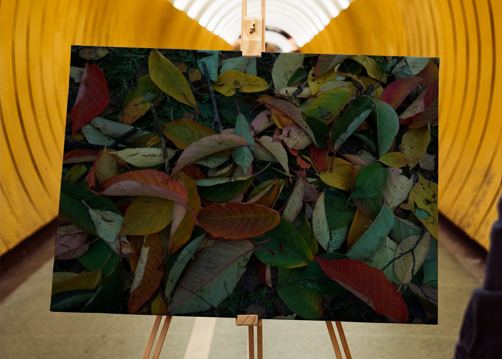 Couleurs d’automne