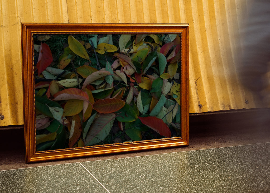 Couleurs d’automne