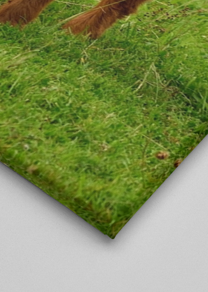 Veau écossais Highlander