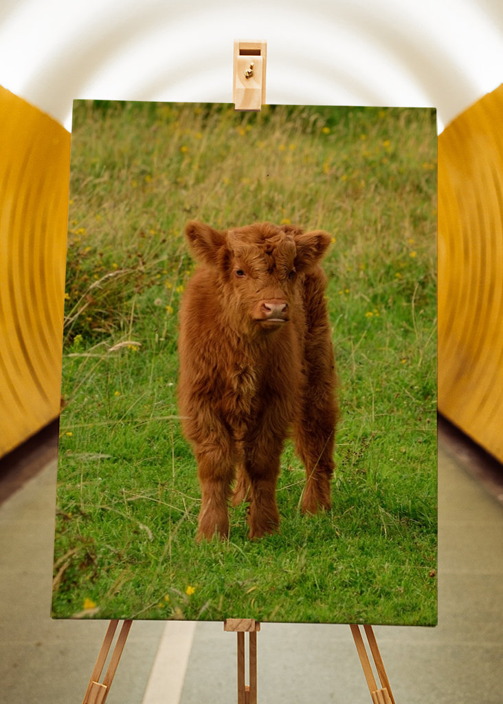 Veau écossais Highlander