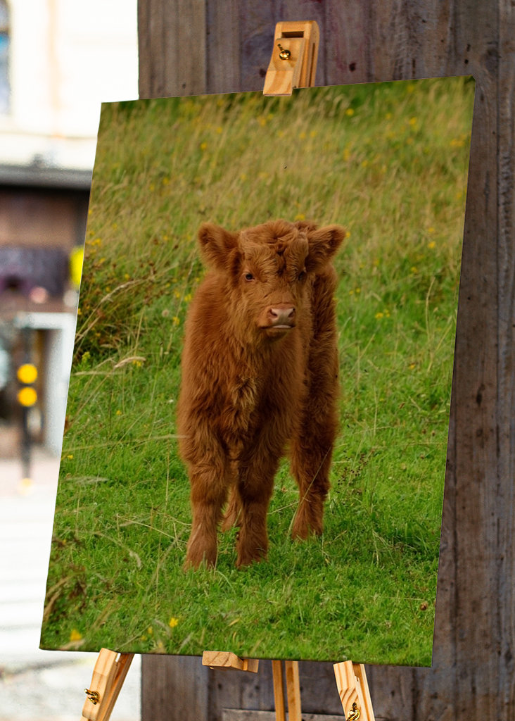 Veau écossais Highlander