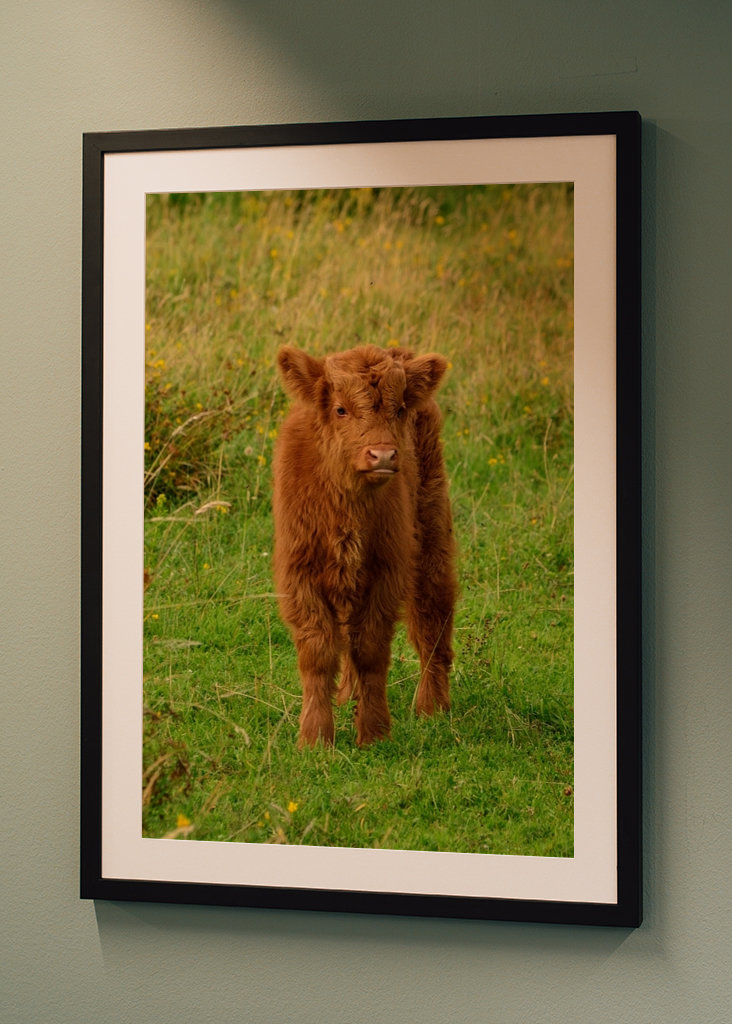 Veau écossais Highlander