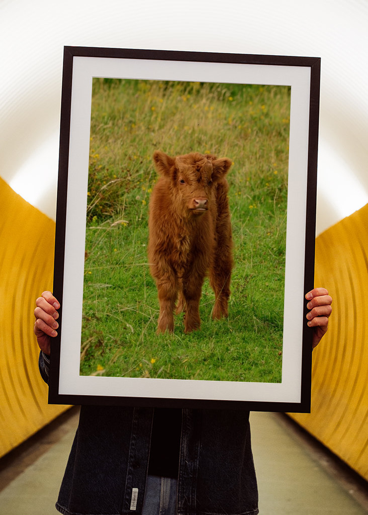 Veau écossais Highlander