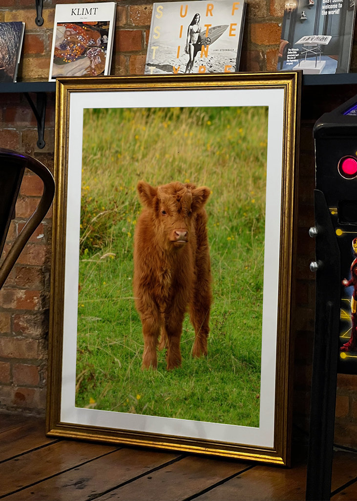 Veau écossais Highlander