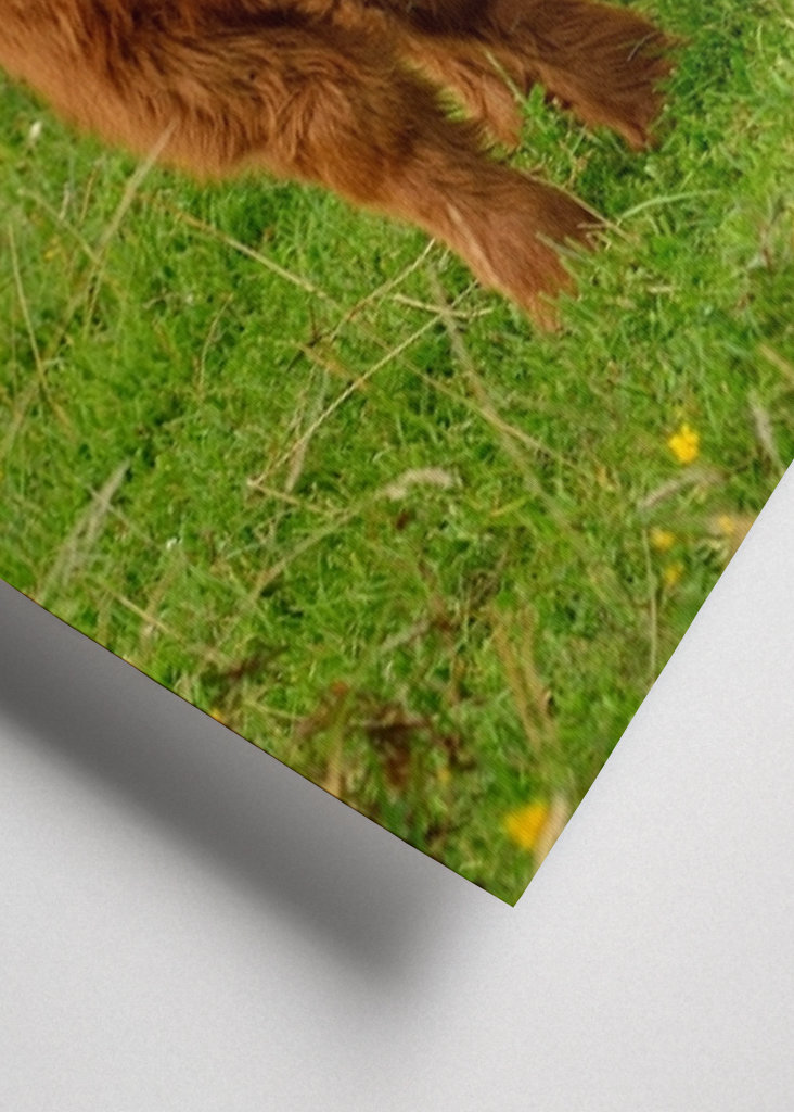 Veau écossais Highlander