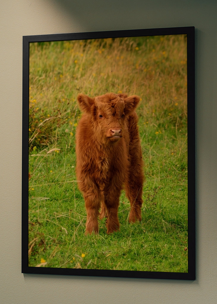 Veau écossais Highlander