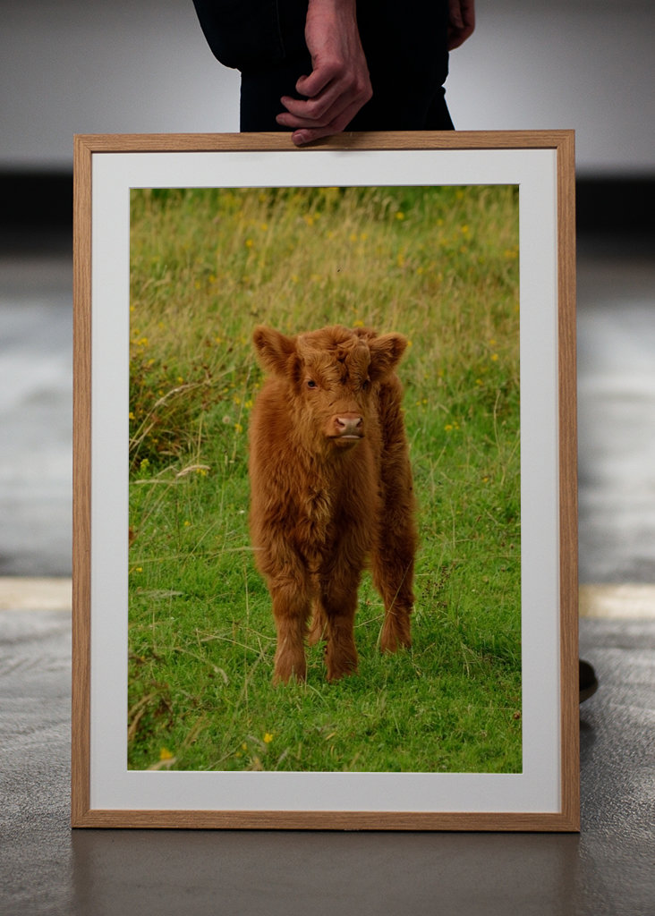 Veau écossais Highlander