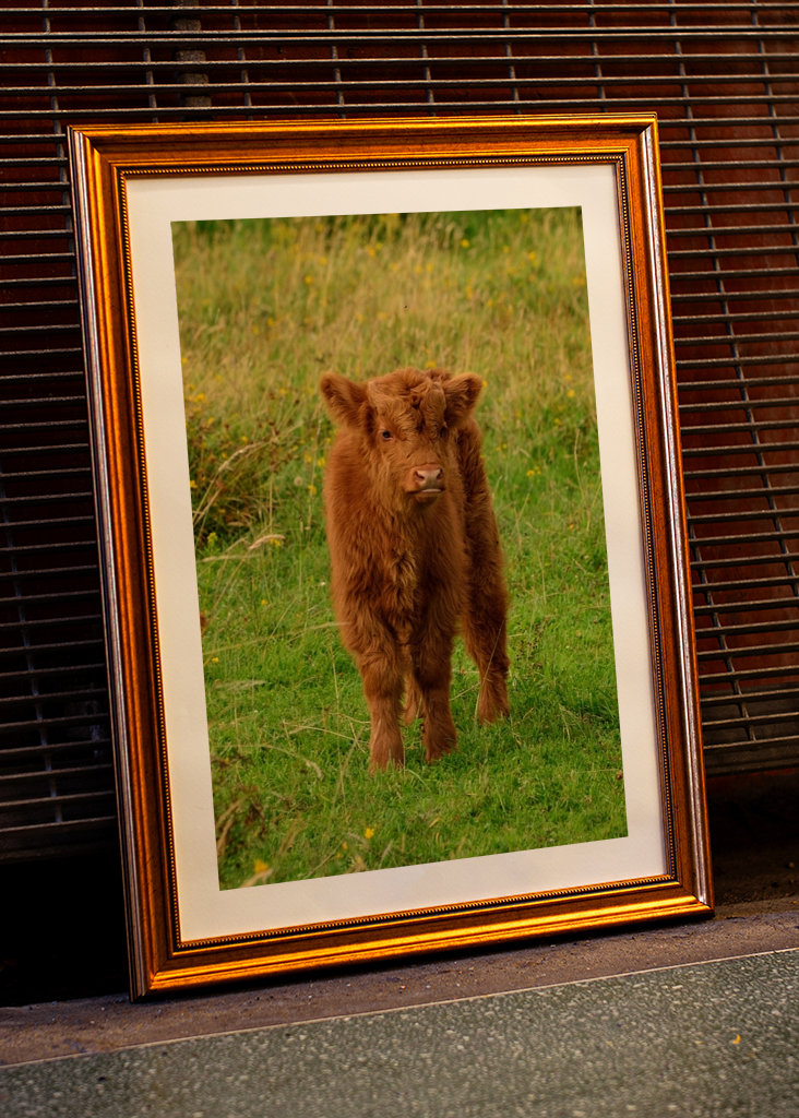 Veau écossais Highlander