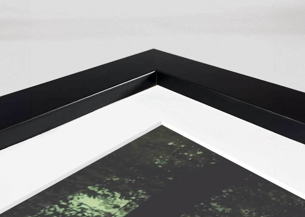 Poranna mgła w lesie