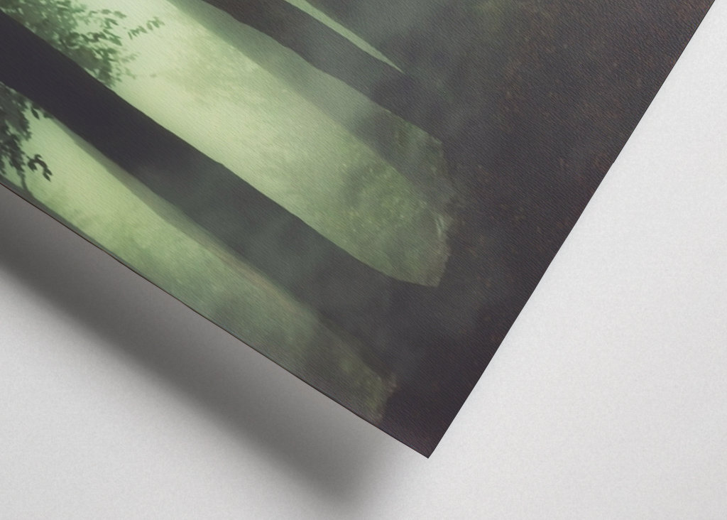 Poranna mgła w lesie