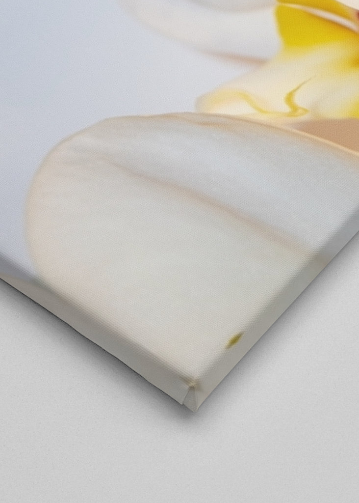 Fehér orchidea fehér háttér