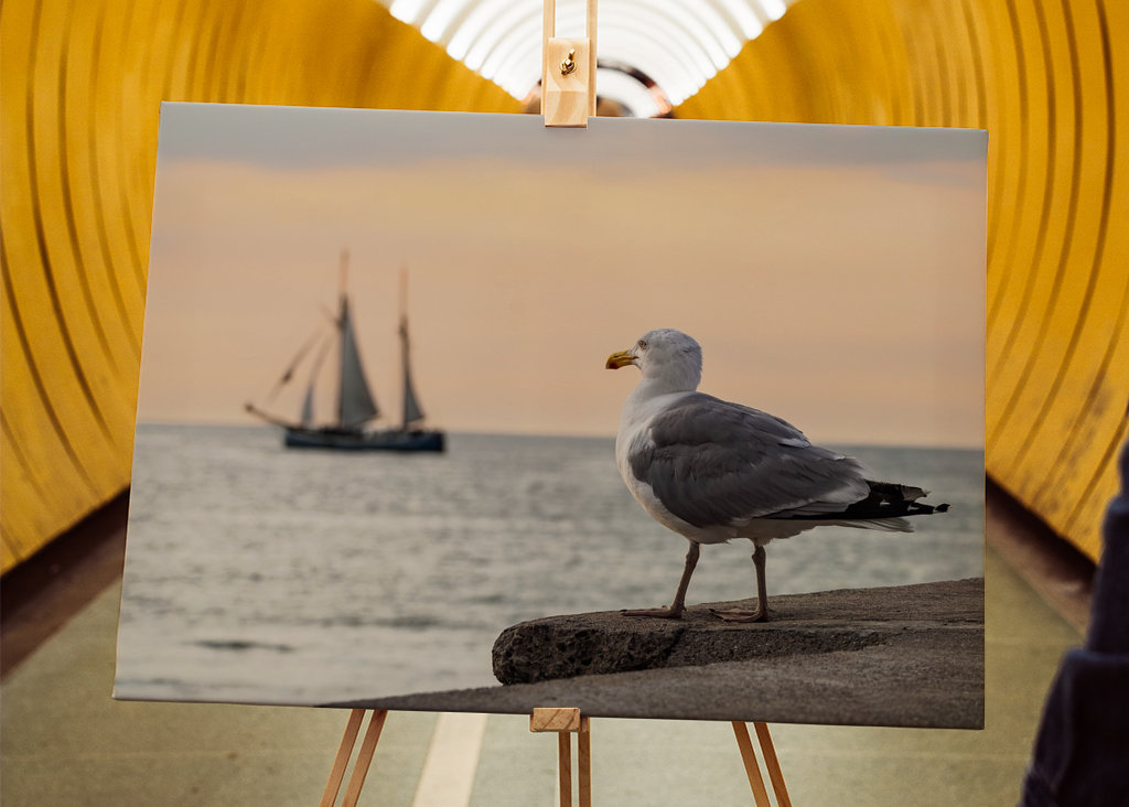 Sailing ship and seagull