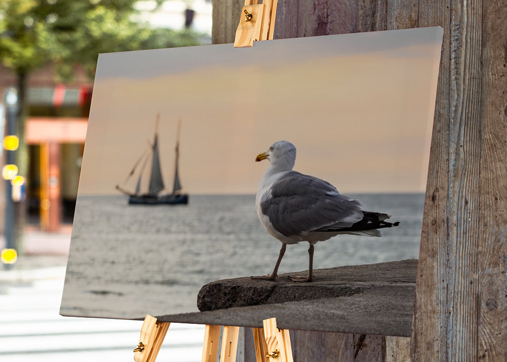 Sailing ship and seagull