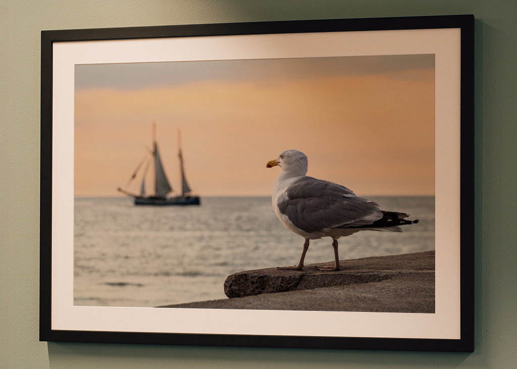 Sailing ship and seagull