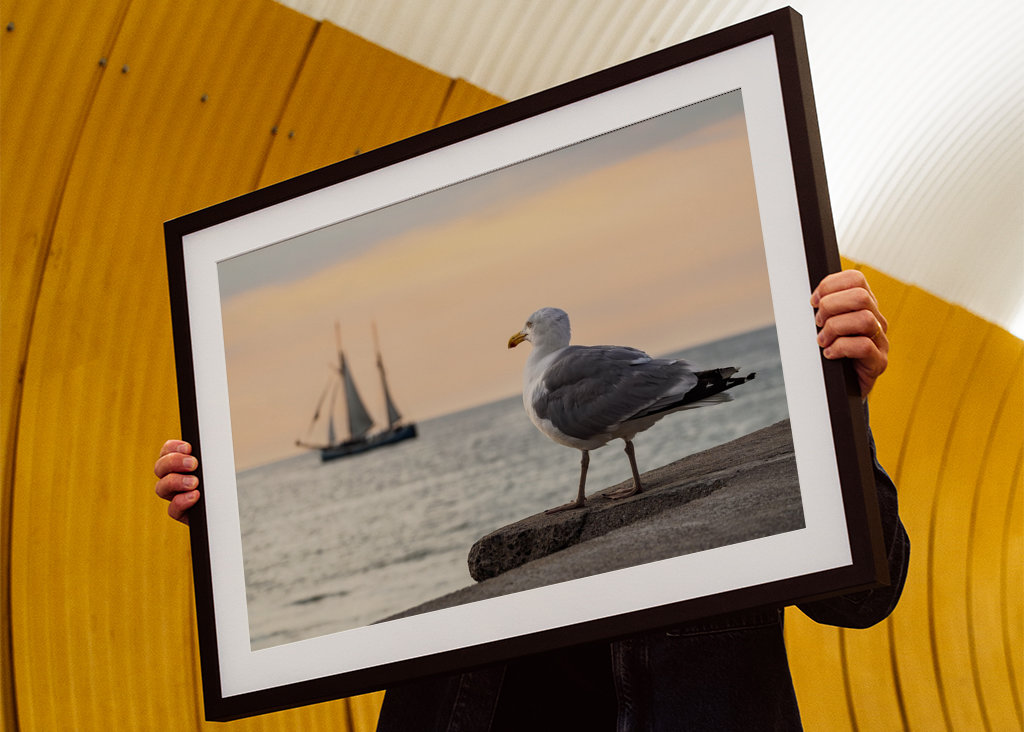 Sailing ship and seagull