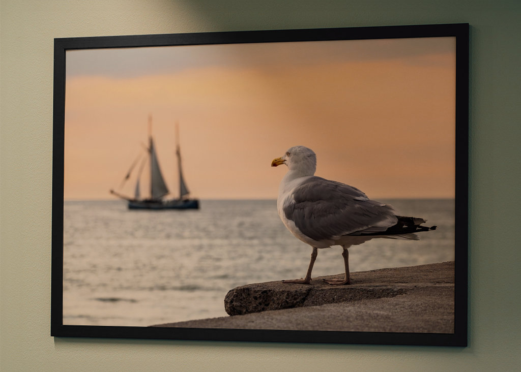 Sailing ship and seagull