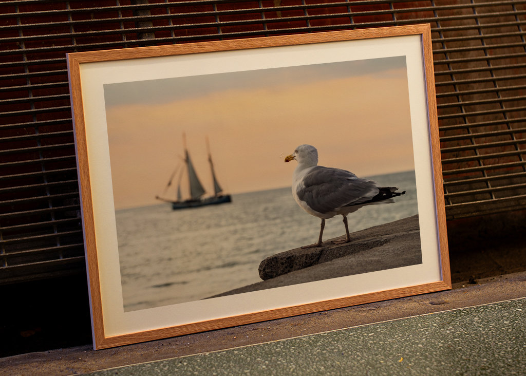 Sailing ship and seagull