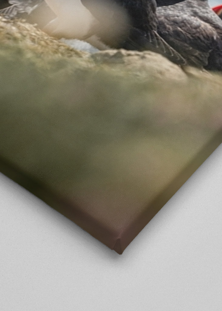 Søpapegøjer i Skotland