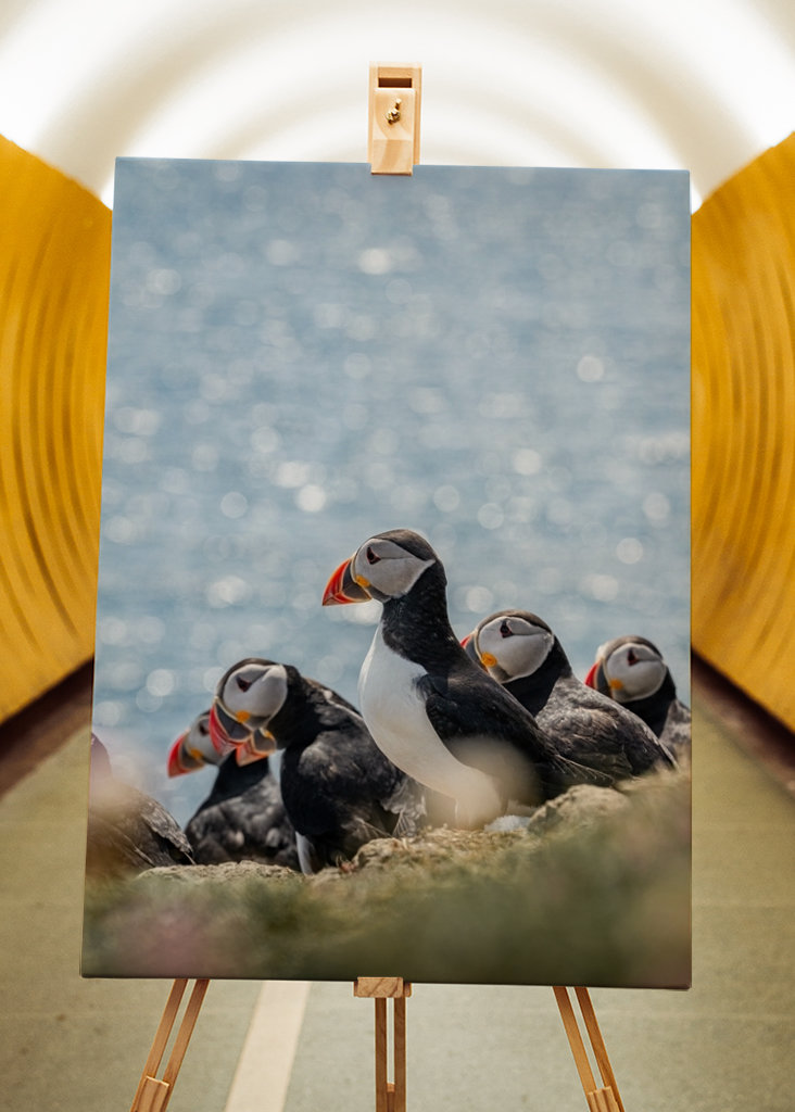 Søpapegøjer i Skotland