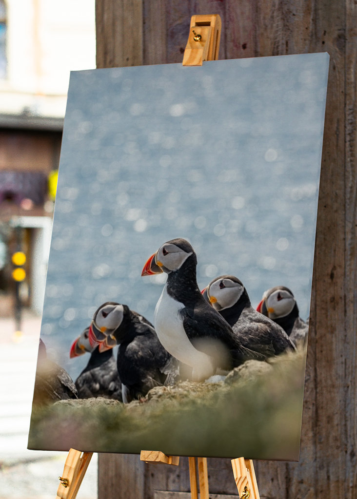 Søpapegøjer i Skotland