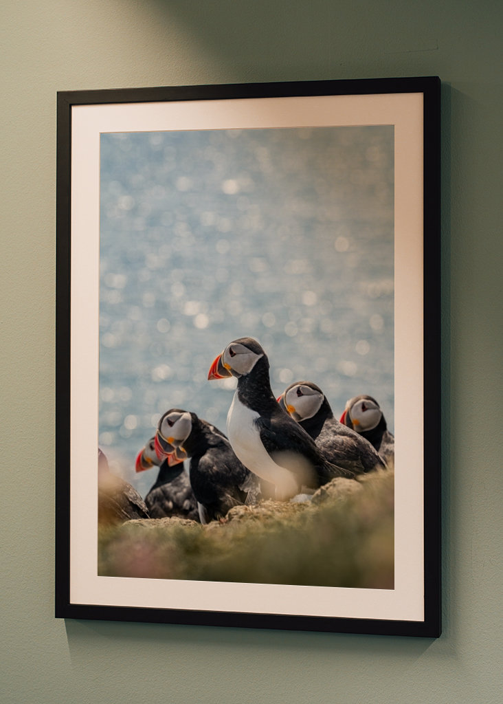 Søpapegøjer i Skotland