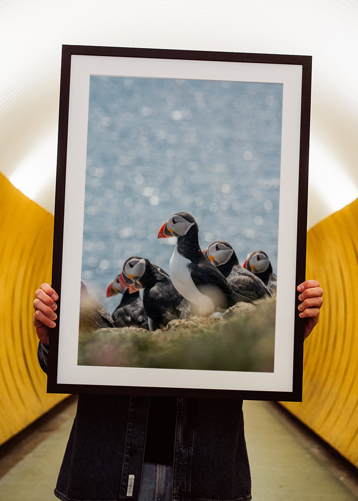 Søpapegøjer i Skotland