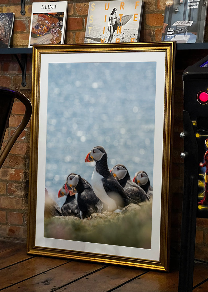 Søpapegøjer i Skotland