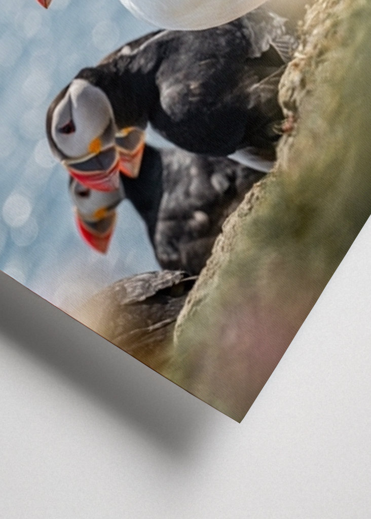 Søpapegøjer i Skotland