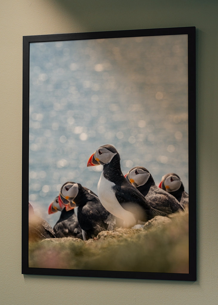 Søpapegøjer i Skotland