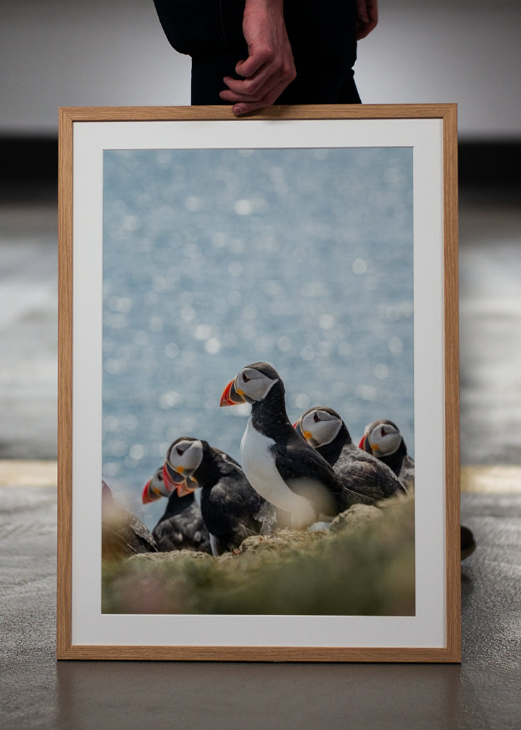 Søpapegøjer i Skotland