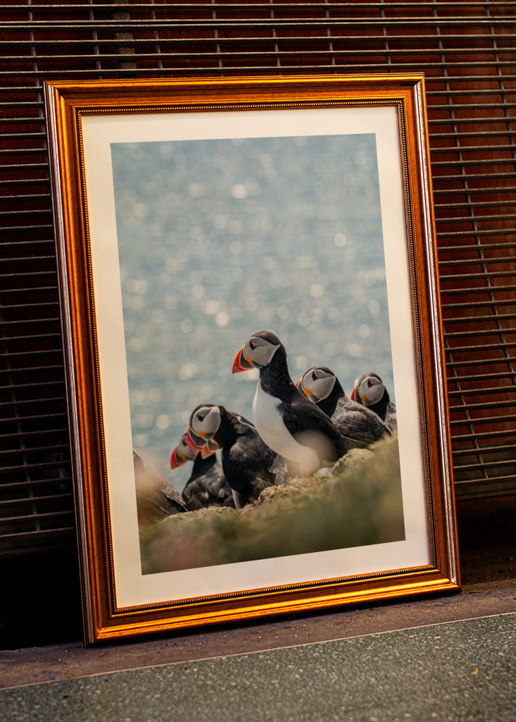 Søpapegøjer i Skotland