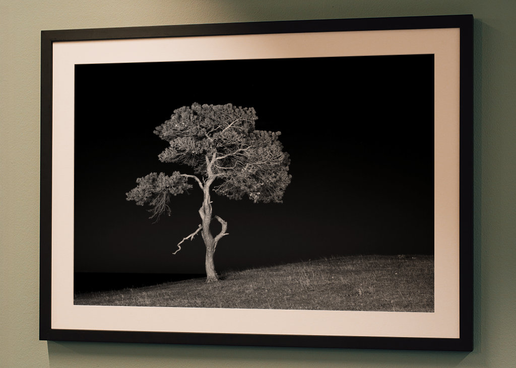 El árbol en la noche